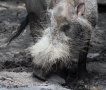 Bearded pig (Sus barbatus barbatus)