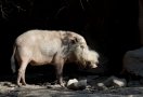 Bearded pig (Sus barbatus barbatus)