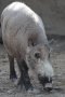 Bearded pig (Sus barbatus barbatus)