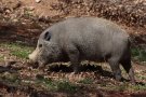 Bearded pig (Sus barbatus barbatus)