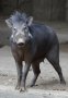 Philippine warty pig (Sus philippensis)