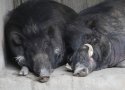 Philippine warty pig (Sus philippensis)