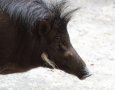 Philippine warty pig (Sus philippensis)
