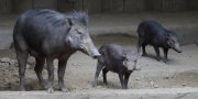 Philippine warty pig (Sus philippensis)