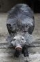 Philippine warty pig (Sus philippensis)