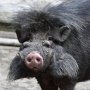 Philippine warty pig (Sus philippensis)