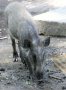 Javan warty pig (Sus verrucosus)