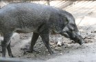 Javan warty pig (Sus verrucosus)