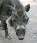 Javan warty pig (Sus verrucosus)