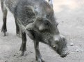 Javan warty pig (Sus verrucosus)