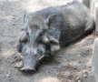 Javan warty pig (Sus verrucosus)