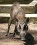 Javan warty pig (Sus verrucosus)