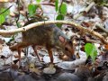 Javan chevrotain (Tragulus javvanicus)