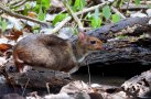 Javan chevrotain (Tragulus javanicus)