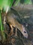 Lesser Malayan chevrotain (Tragulus kanchil)