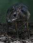 Lesser Malayan chevrotain (Tragulus kanchil)