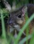 Lesser Malayan chevrotain (Tragulus kanchil)