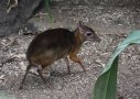 Lesser Malayan chevrotain (Tragulus kanchil)