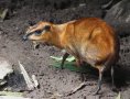 Greater Malayan chevrotain (Tragulus napu)