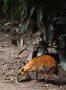 Greater Malayan chevrotain (Tragulus napu)