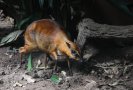 Greater Malayan chevrotain (Tragulus napu)