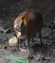 Greater Malayan chevrotain (Tragulus napu)
