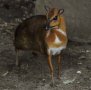 Greater Malayan chevrotain (Tragulus napu)