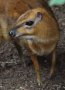 Greater Malayan chevrotain (Tragulus napu)