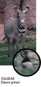 Family Equidae