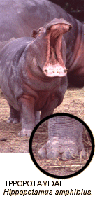 Family Hippopotamidae