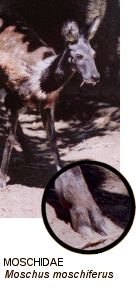 Family Moschidae