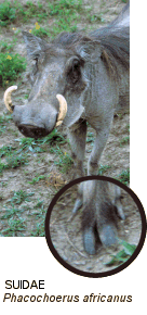 Family Suidae