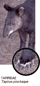 Family Tapiridae