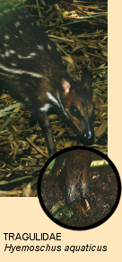 Family Tragulidae