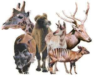 Order Artiodactyla